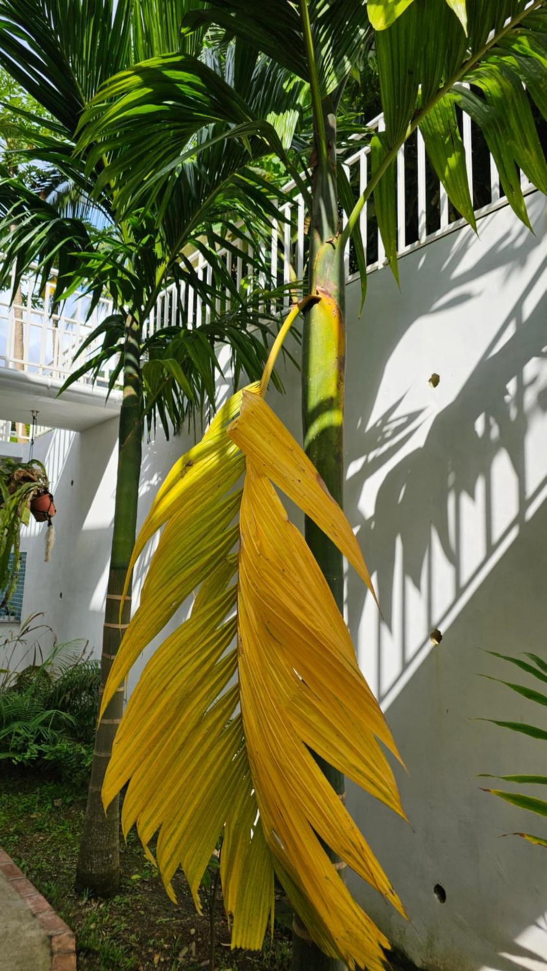 Harmony Self-Catering Apartments Beau Vallon  Exteriér fotografie